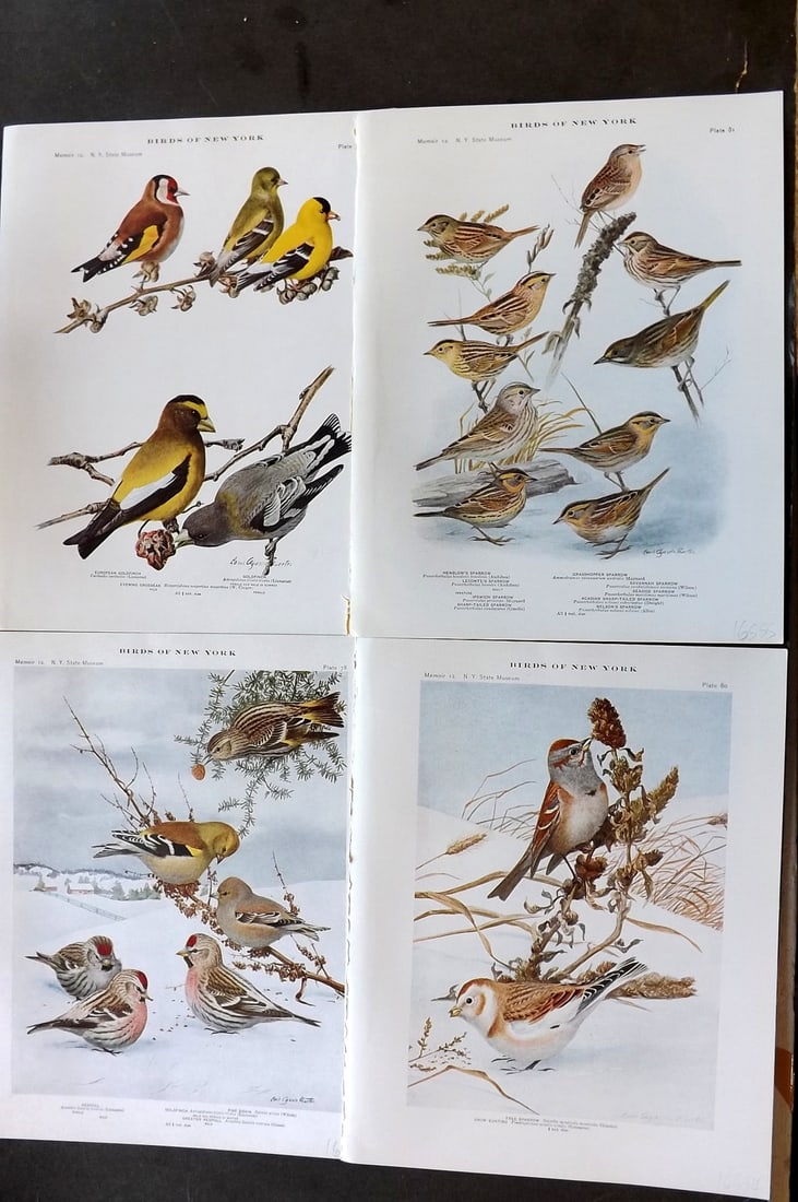 Eaton & Fuertes Birds of New York 1914 Lot of 4 Antique Bird Prints (1 of 1)