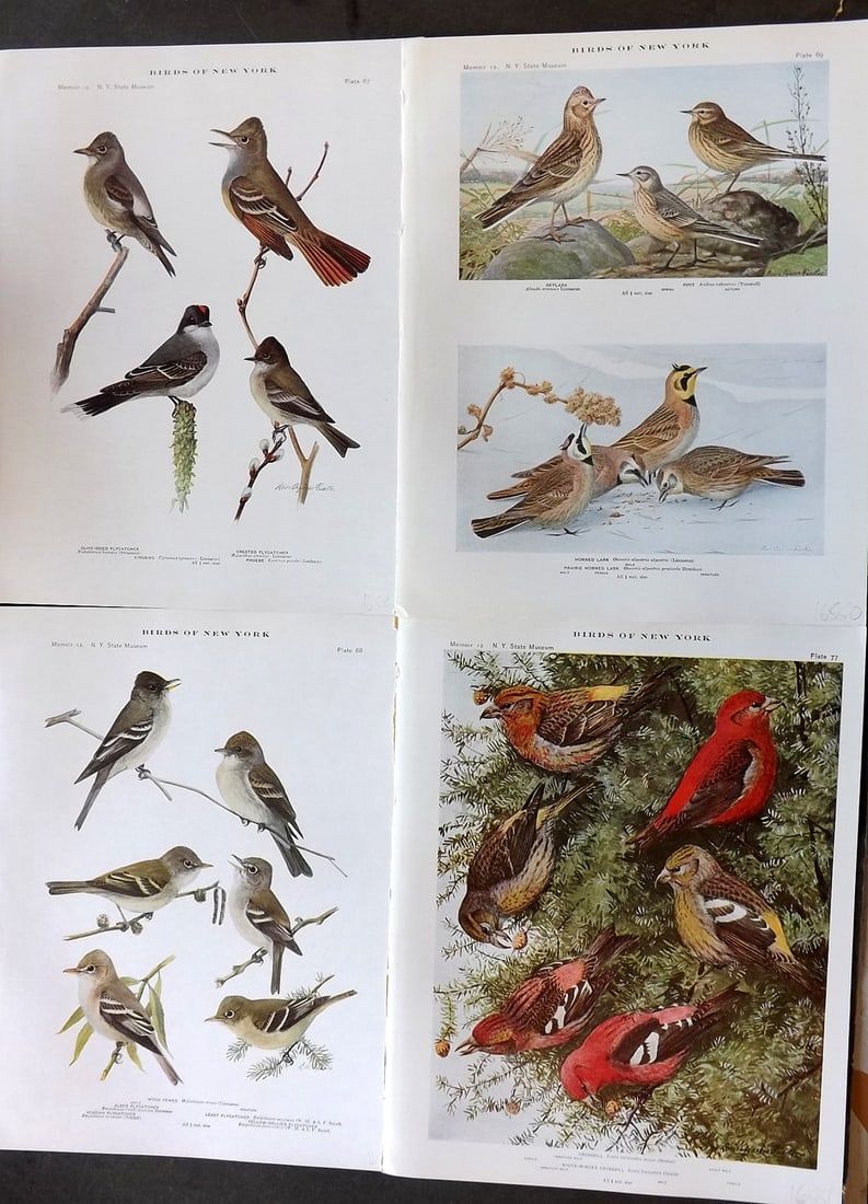 Eaton & Fuertes Birds of New York 1914 Lot of 4 Antique Bird Prints (1 of 1)
