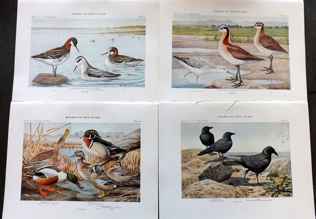 Eaton & Fuertes Birds of New York 1914 Lot of 4 Antique Bird Prints (1 of 1)