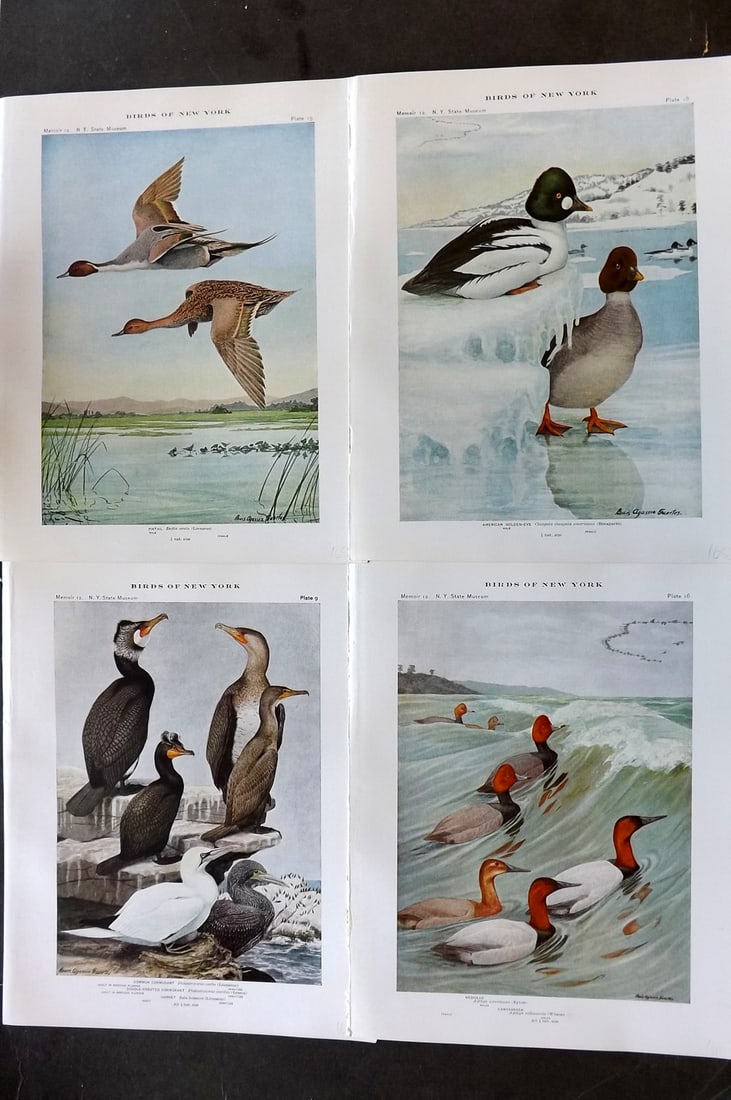 Eaton & Fuertes Birds of New York 1914 Lot of 4 Antique Bird Prints (1 of 1)