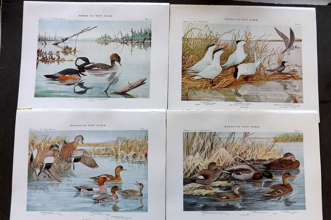 Eaton & Fuertes Birds of New York 1914 Lot of 4 Antique Bird Prints (1 of 1)