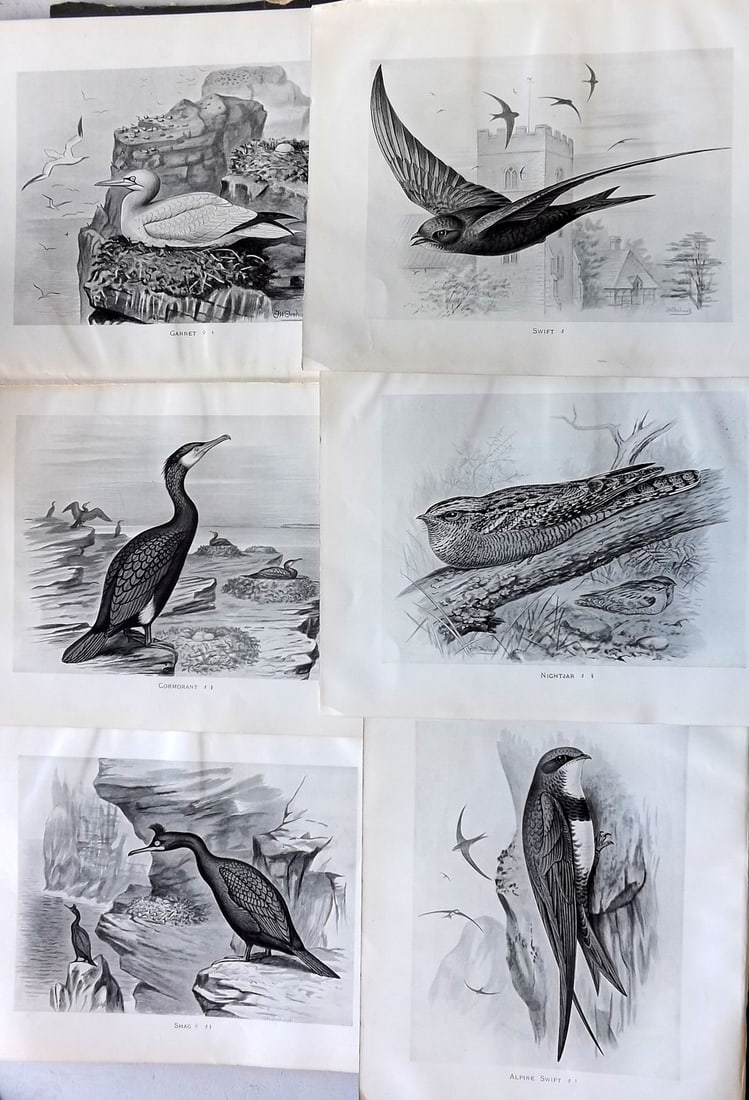 Frohawk, Frederick 1898 Lot of 6 Antique Bird Prints (1 of 1)