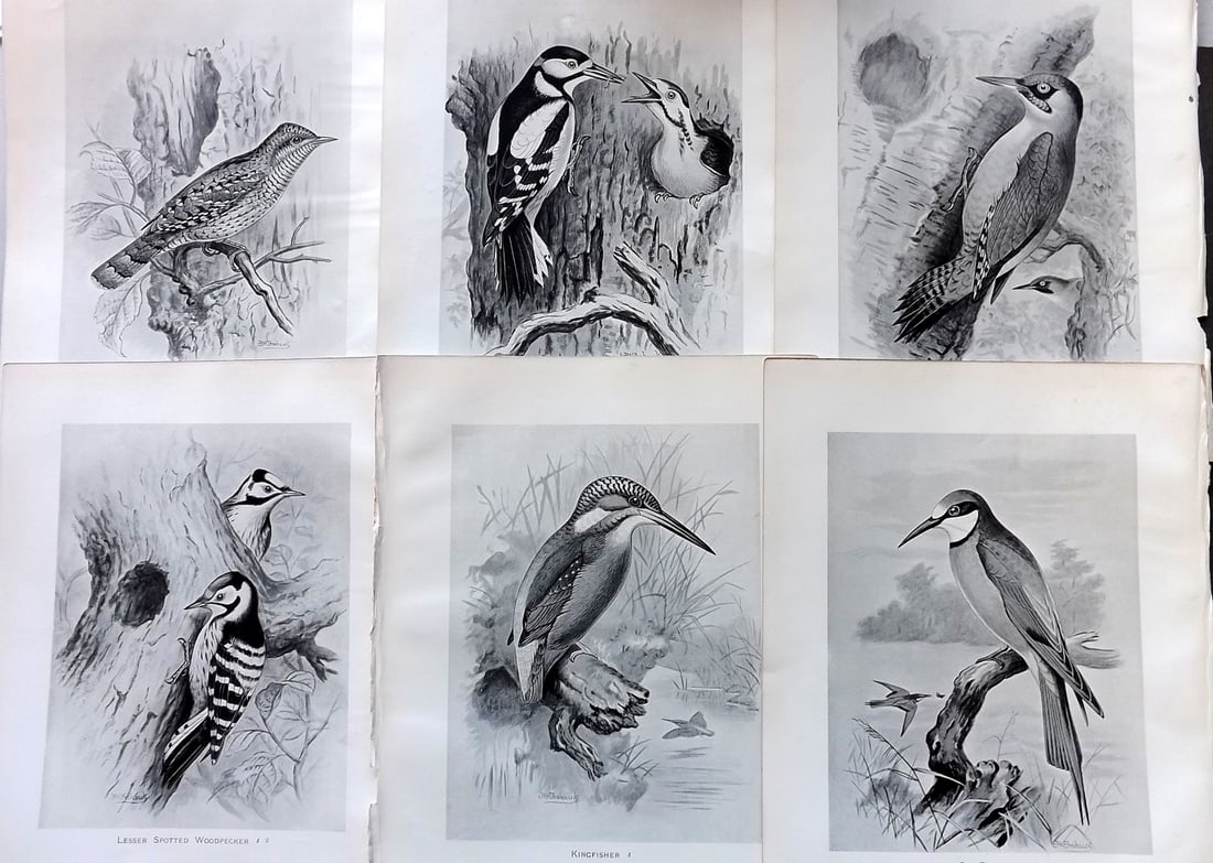 Frohawk, Frederick 1898 Lot of 6 Antique Bird Prints (1 of 1)