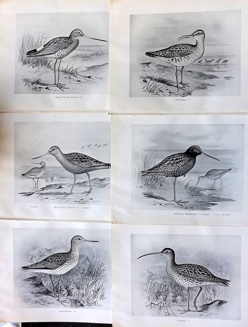 Frohawk, Frederick 1898 Lot of 6 Antique Bird Prints (1 of 1)