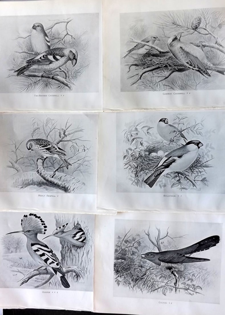 Frohawk, Frederick 1898 Lot of 6 Antique Bird Prints (1 of 1)