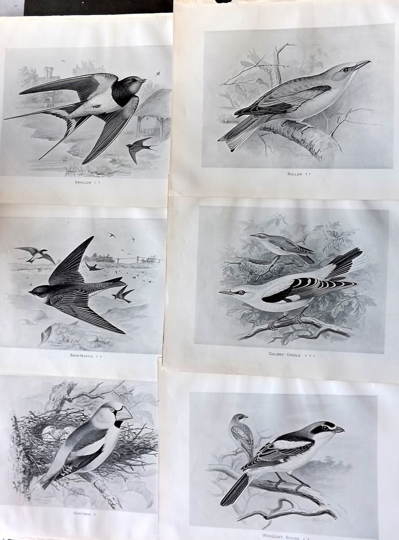 Frohawk, Frederick 1898 Lot of 6 Antique Bird Prints (1 of 1)