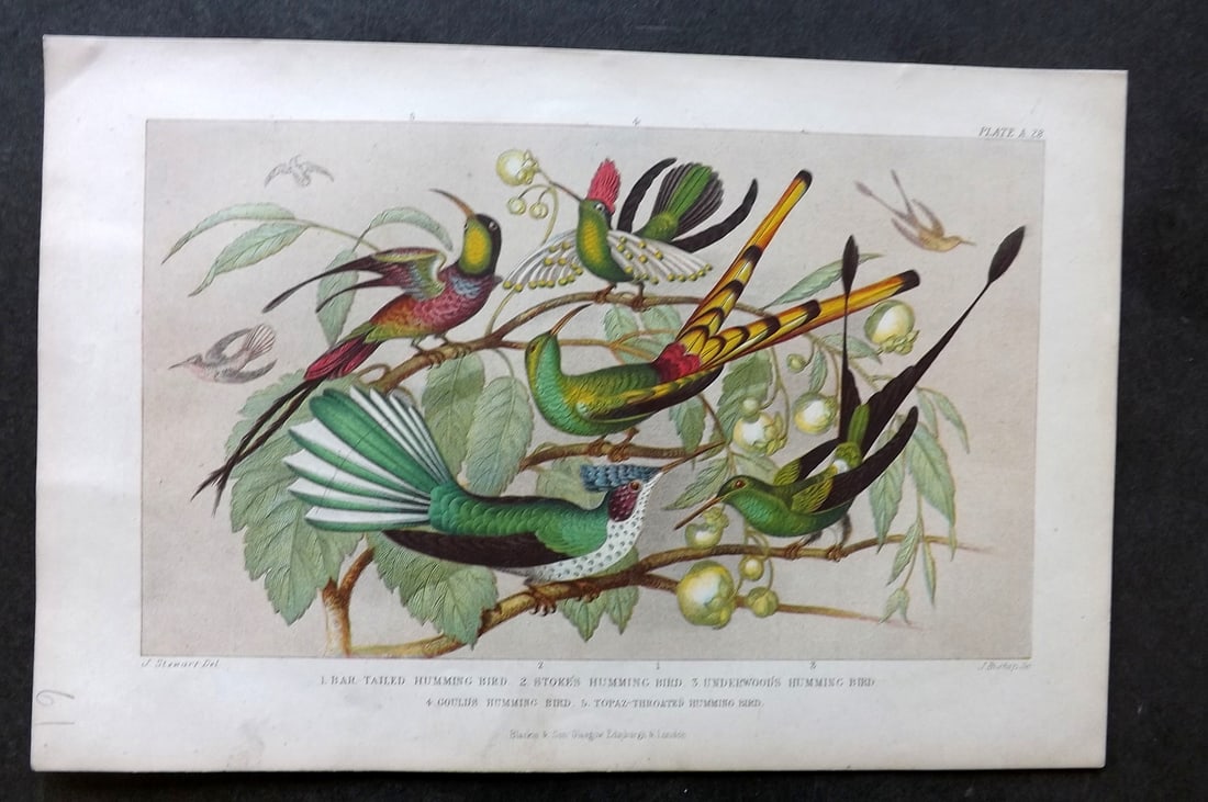 Goldsmith, Oliver C1870 Antique Bird Print. Hummingbirds (1 of 1)