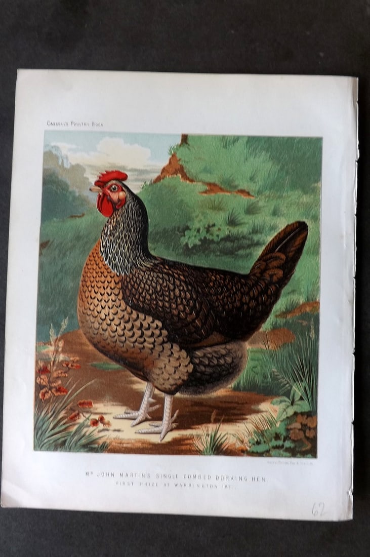 Ludlow & Wright 1885 Poultry Print. Single Comed Dorking Hen (1 of 1)