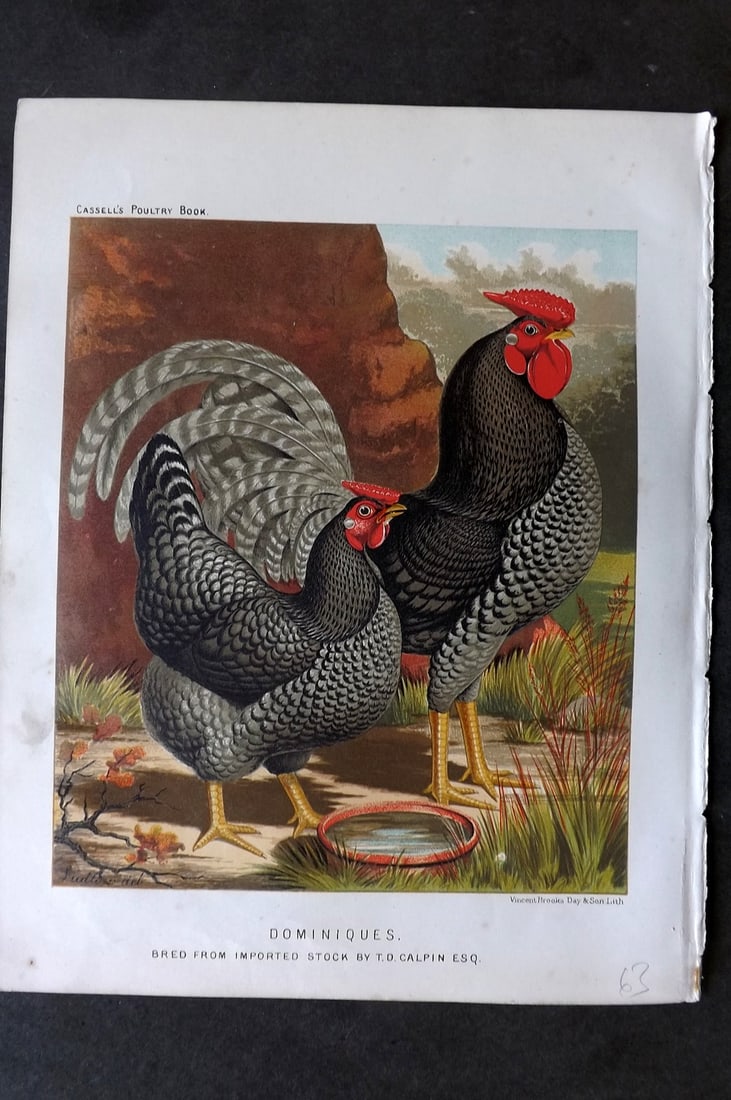 Ludlow & Wright 1885 Poultry Print. Dominiques (1 of 1)