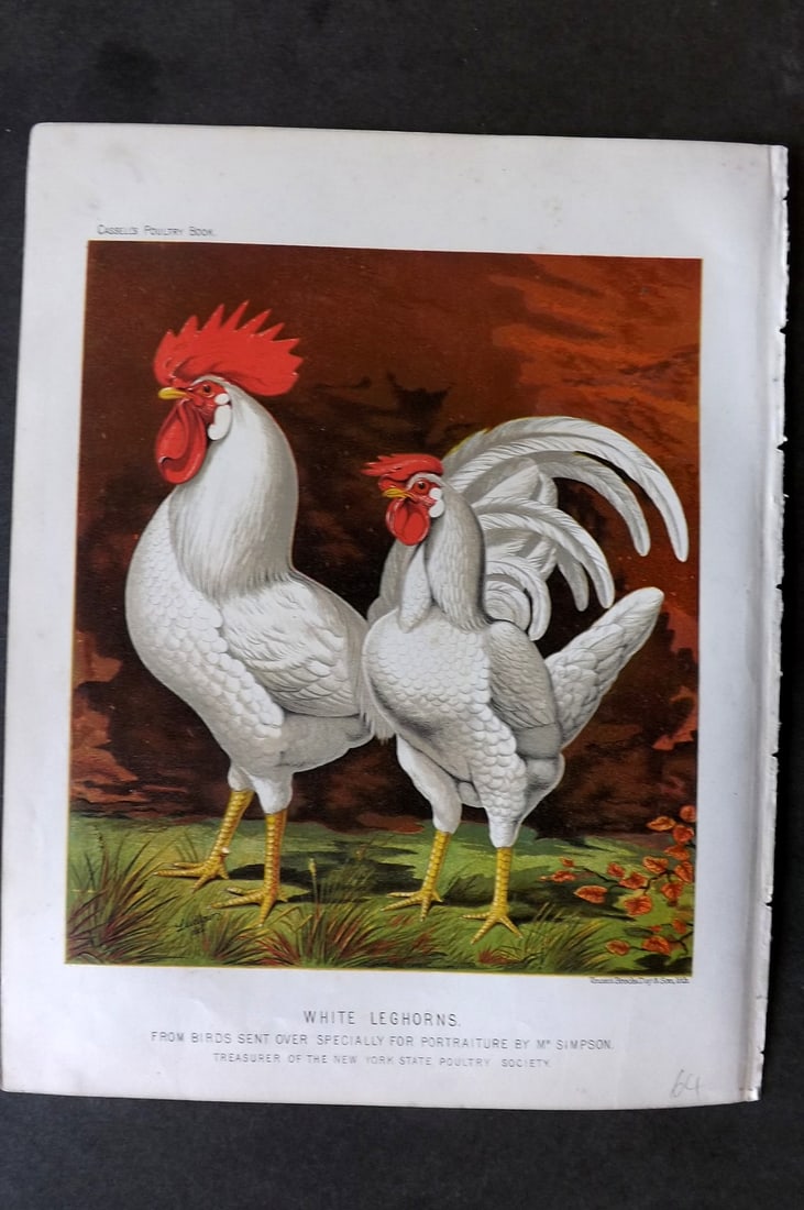 Ludlow & Wright 1885 Poultry Print. White Leghorns (1 of 1)