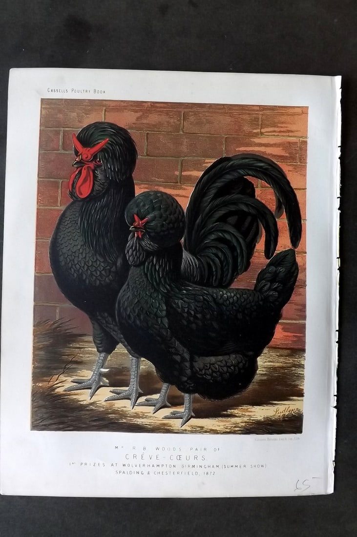 Ludlow & Wright 1885 Poultry Print. Creve-Coeurs (1 of 1)