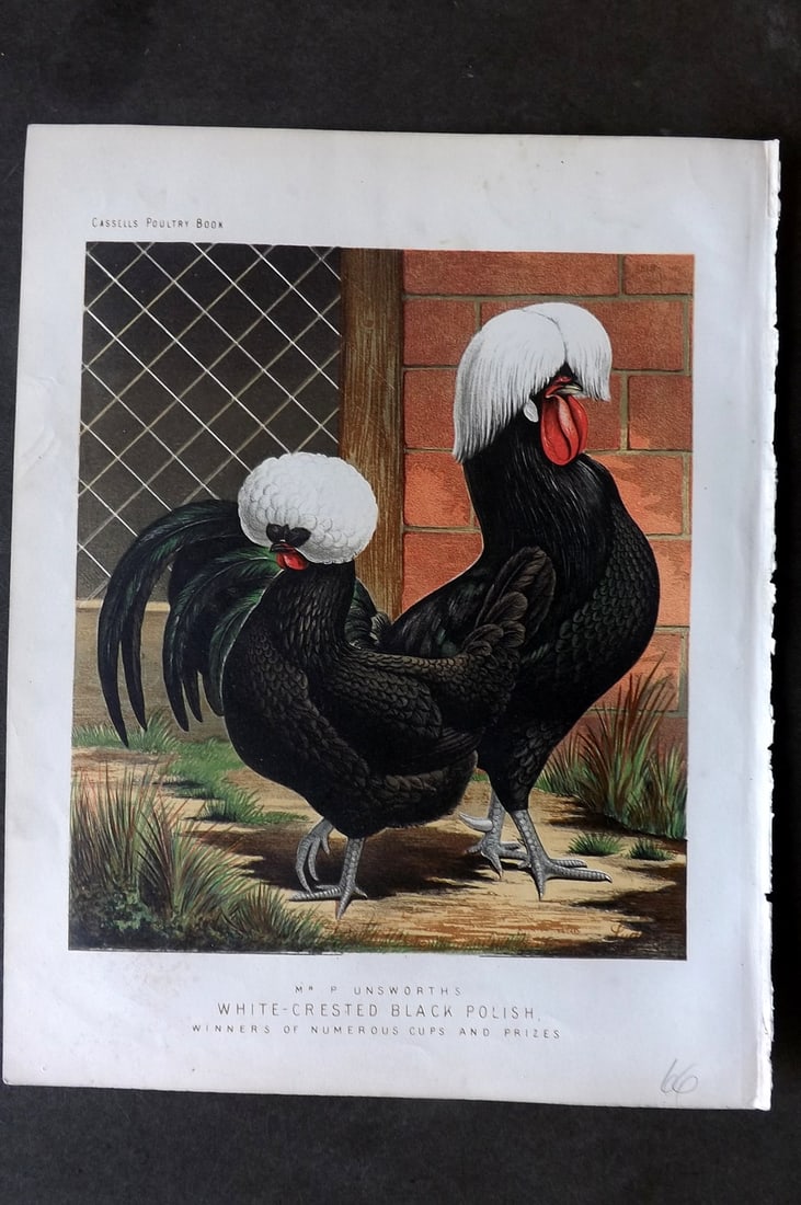 Ludlow & Wright 1885 Poultry Print. White Crested Black Polish (1 of 1)