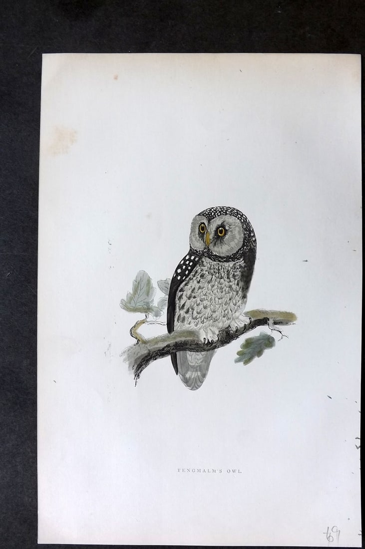 Morris, Francis 1895 Hand Col Bird Print. Tengmalm's Owl (1 of 1)