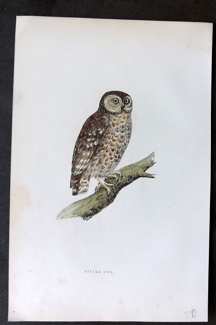 Morris, Francis 1895 Hand Col Bird Print. Little Owl (1 of 1)