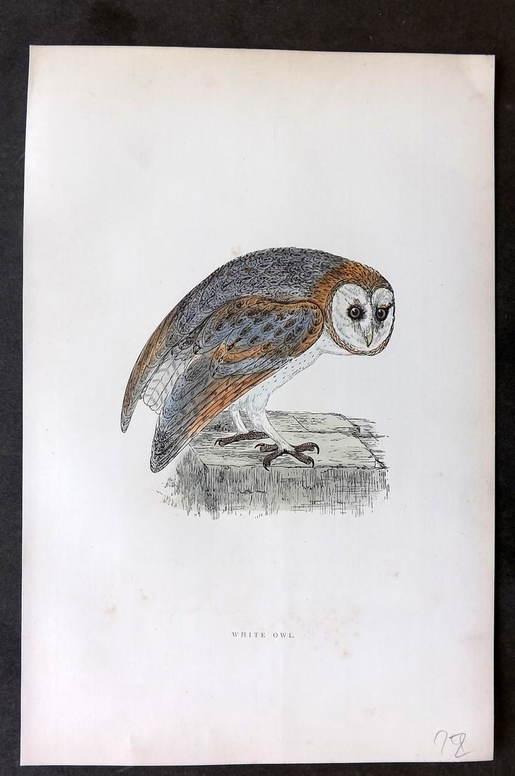 Morris, Francis 1895 Hand Col Bird Print. White Owl (1 of 1)