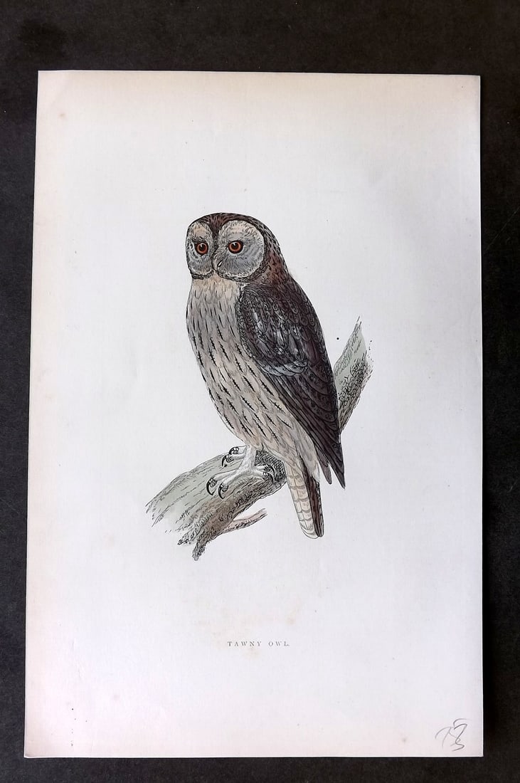 Morris, Francis 1895 Hand Col Bird Print. Tawny Owl (1 of 1)