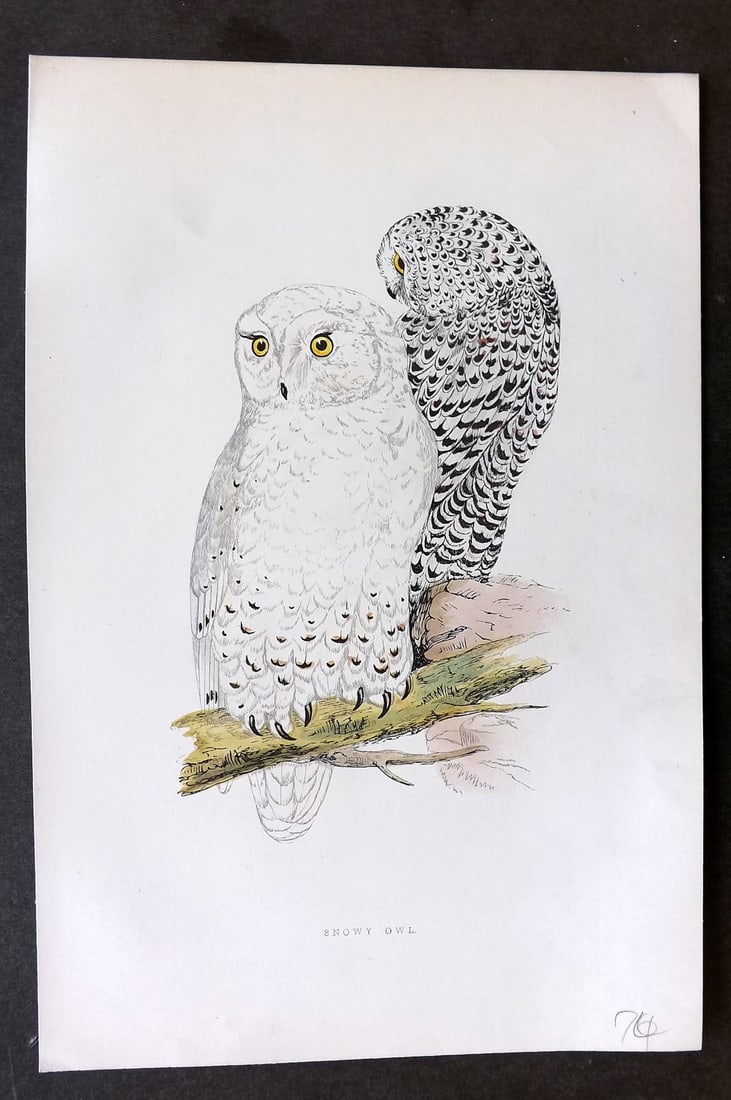Morris, Francis 1895 Hand Col Bird Print. Snowy Owl (1 of 1)