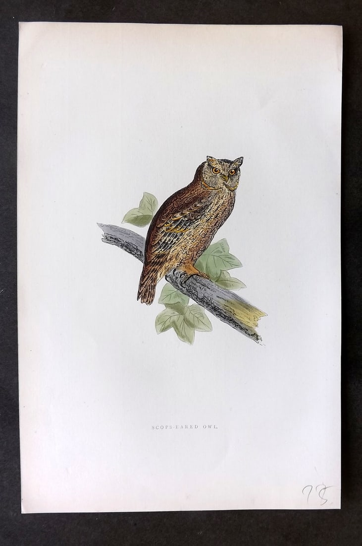 Morris, Francis 1895 Hand Col Bird Print. Scops Eared Owl (1 of 1)