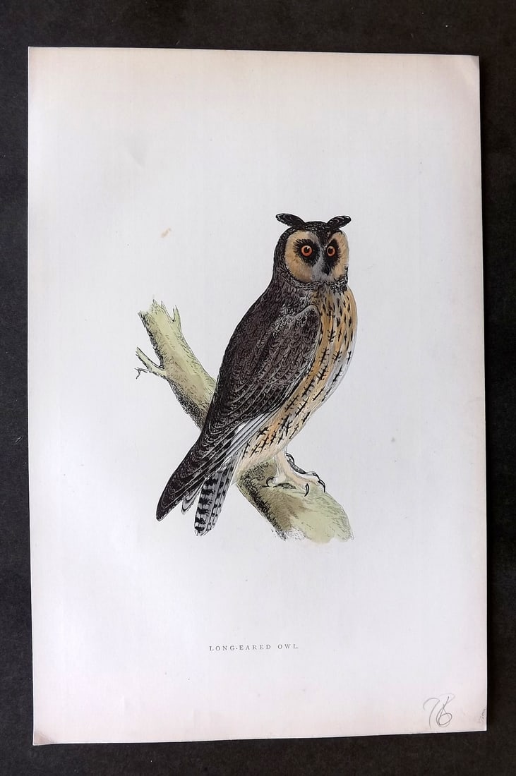 Morris, Francis 1895 Hand Col Bird Print. Long Eared Owl (1 of 1)