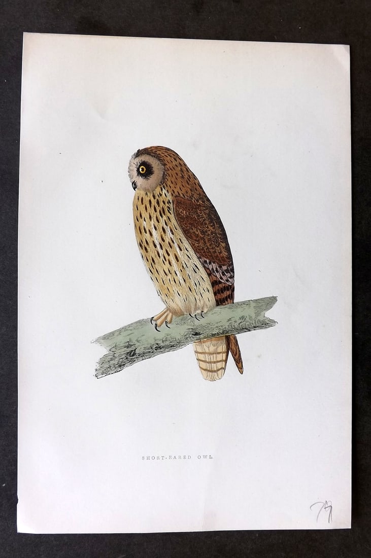 Morris, Francis 1895 Hand Col Bird Print. Short Eared Owl (1 of 1)
