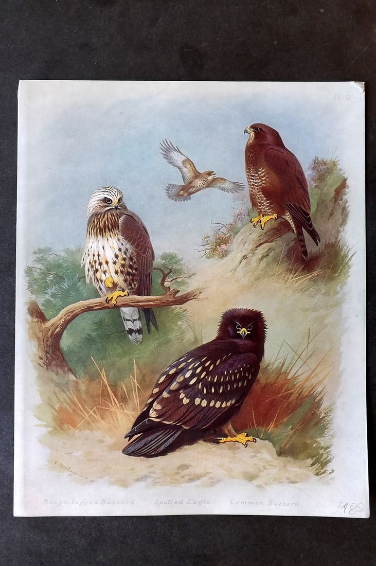 Thorburn, Archibald 1915 Folio Bird Print. Rough Legged & Common Buzzard, Spotted Eagle (1 of 1)