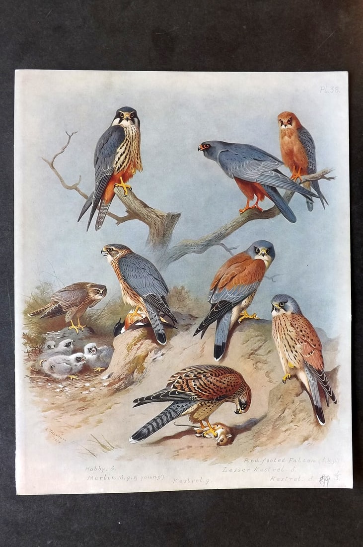 Thorburn, Archibald 1915 Folio Bird Print. Hobby, Falcon, Kestrel (1 of 1)