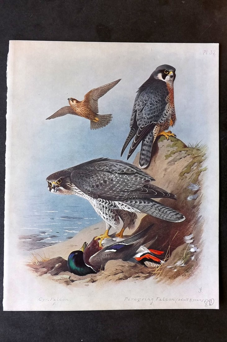 Thorburn, Archibald 1915 Folio Bird Print. Gyr & Peregrine Falcon (1 of 1)