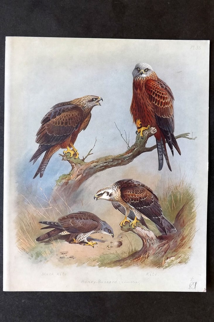 Thorburn, Archibald 1915 Folio Bird Print. Black Kite, Kite, Honey Buzzard: Folio Chromolithograph Published 1915-18, London for "British Birds" by Archibald Thorburn. On Heavy Stock Paper. Rare. This Edition Limited to 500 Copies. Paper Size: 12.5 x 10 inch (32 x 25cm) Good