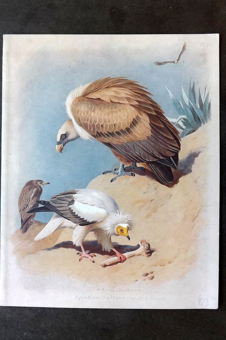 Thorburn, Archibald 1915 Folio Bird Print. Griffon & Egyptian Vulture (1 of 1)