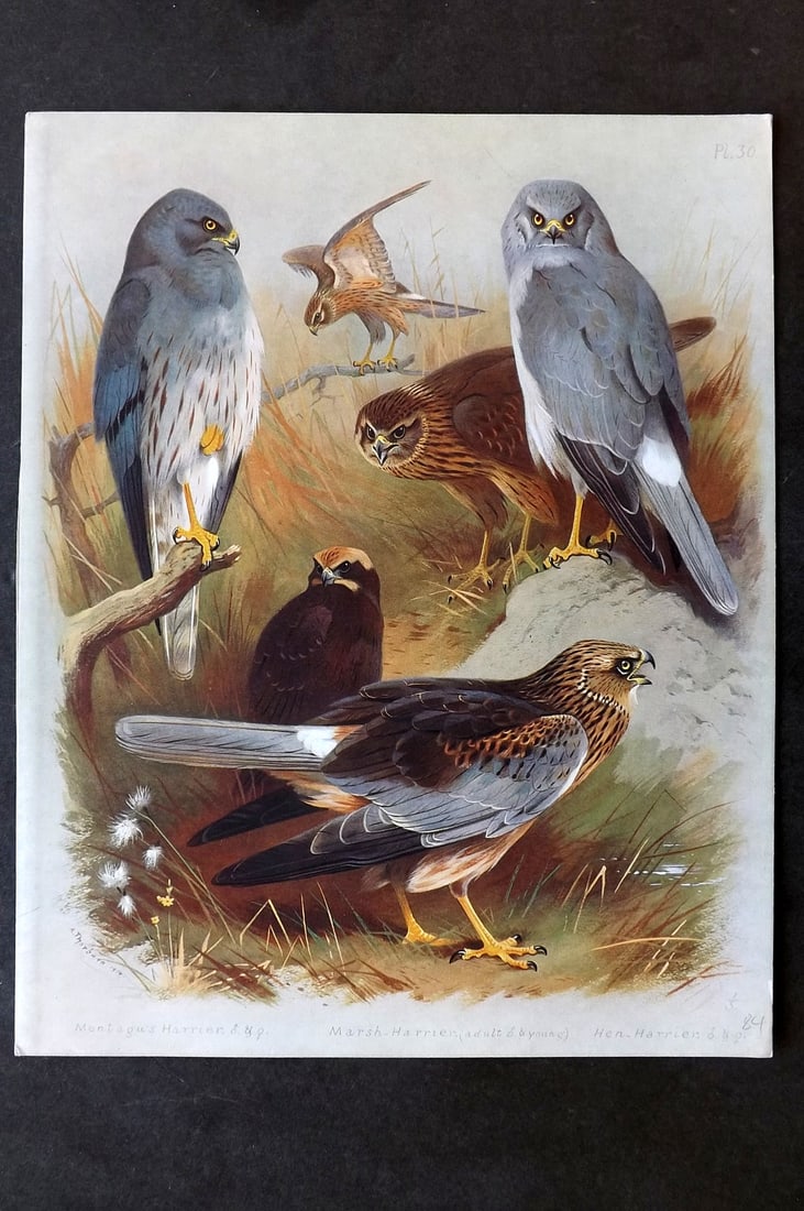 Thorburn, Archibald 1915 Folio Bird Print. Montagu, Marsh & Hen Harrier: Folio Chromolithograph Published 1915-18, London for "British Birds" by Archibald Thorburn. On Heavy Stock Paper. Rare. This Edition Limited to 500 Copies. Paper Size: 12.5 x 10 inch (32 x 25cm) Good 