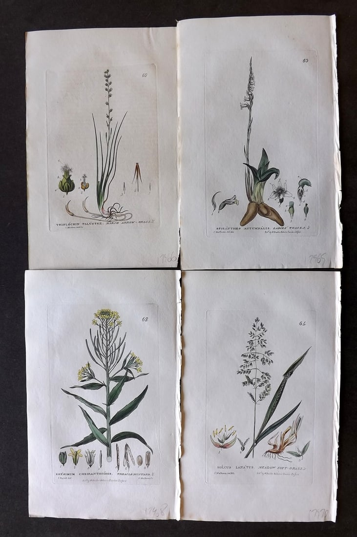 Baxter, George 1834 Lot of 4 Hand Col Botanical Prints (1 of 1)