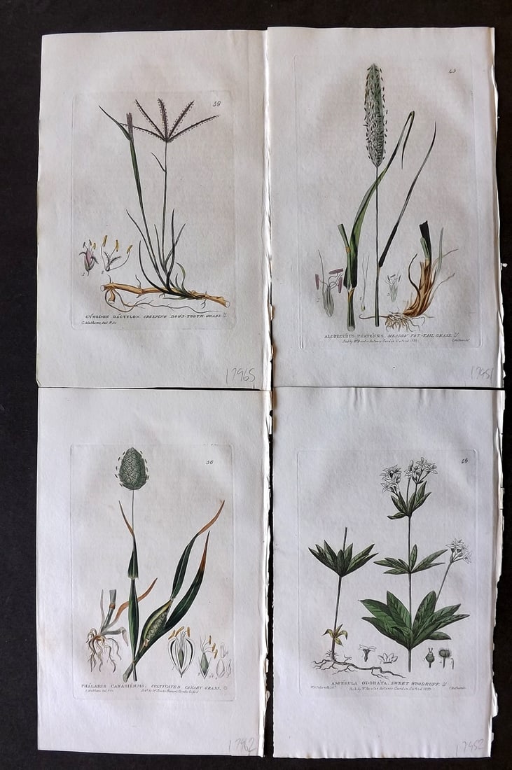 Baxter, George 1834 Lot of 4 Hand Col Botanical Prints (1 of 1)