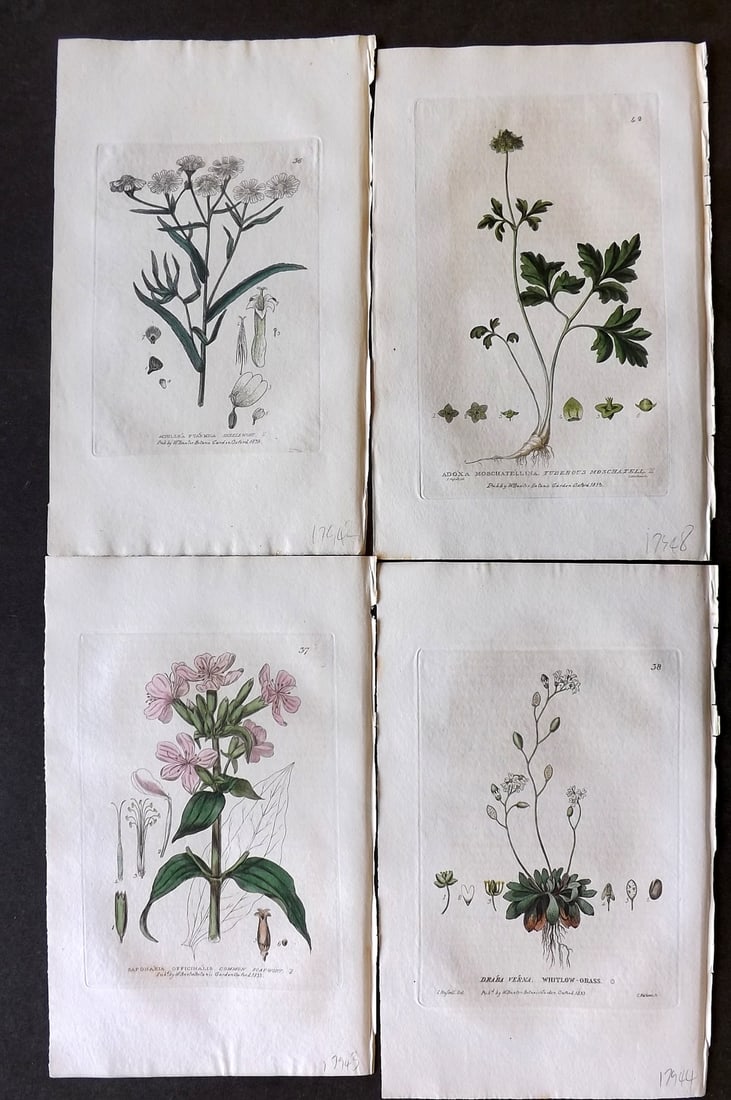 Baxter, George 1834 Lot of 4 Hand Col Botanical Prints (1 of 1)