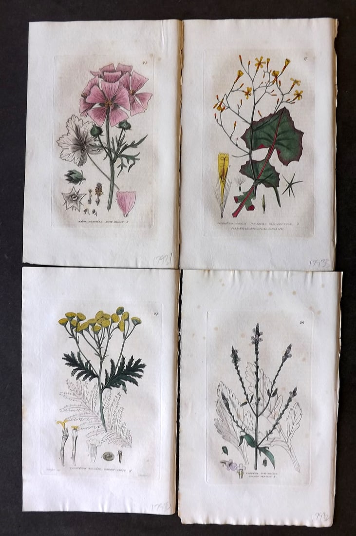 Baxter, George 1834 Lot of 4 Hand Col Botanical Prints (1 of 1)