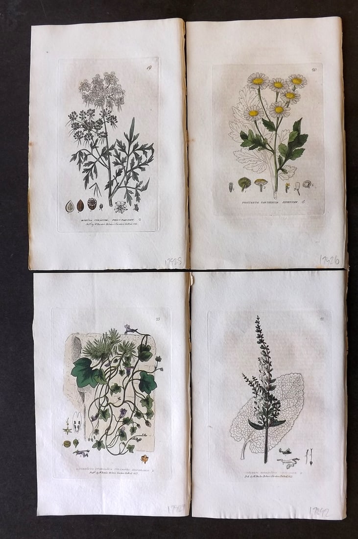 Baxter, George 1834 Lot of 4 Hand Col Botanical Prints (1 of 1)