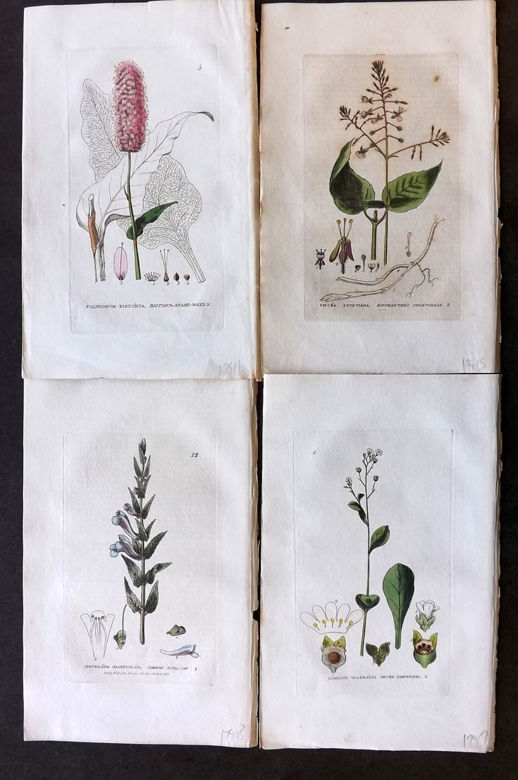 Baxter, George 1834 Lot of 4 Hand Col Botanical Prints (1 of 1)