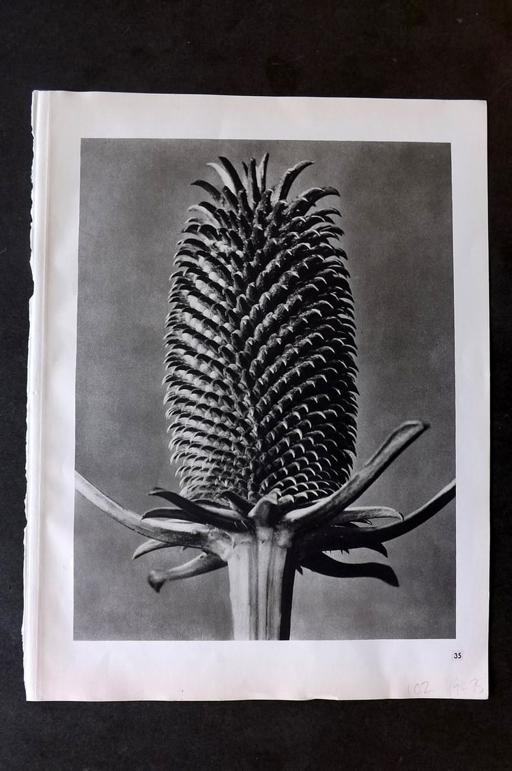 Blossfeldt, Karl 1942 Folio Vintage Botanical Print 35: Photogravures Published 1953, Berlin for "Urformen der Kunst" by Karl Blossfeldt. Reverse side blank. Paper Size: 12.5 x 10 inch (32 x 25cm) Good Condition