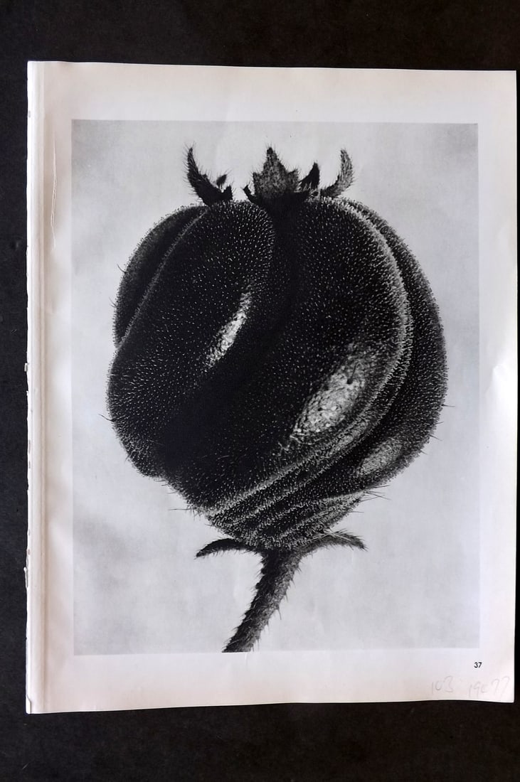 Blossfeldt, Karl 1942 Folio Vintage Botanical Print 37: Photogravures Published 1953, Berlin for "Urformen der Kunst" by Karl Blossfeldt. Reverse side blank. Paper Size: 12.5 x 10 inch (32 x 25cm) Good Condition