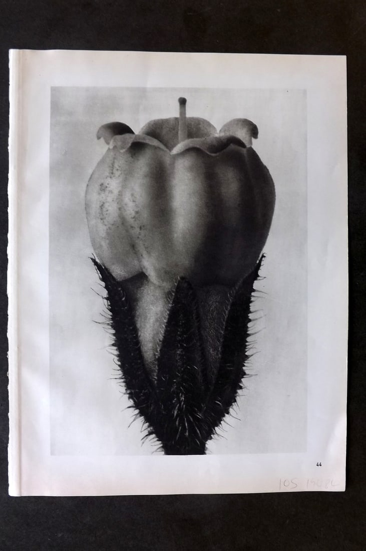 Blossfeldt, Karl 1942 Folio Vintage Botanical Print 44 (1 of 1)
