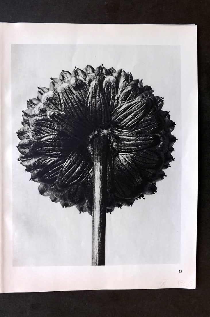 Blossfeldt, Karl 1942 Folio Vintage Botanical Print 25: Photogravures Published 1953, Berlin for "Urformen der Kunst" by Karl Blossfeldt. Reverse side blank. Paper Size: 12.5 x 10 inch (32 x 25cm) Good Condition