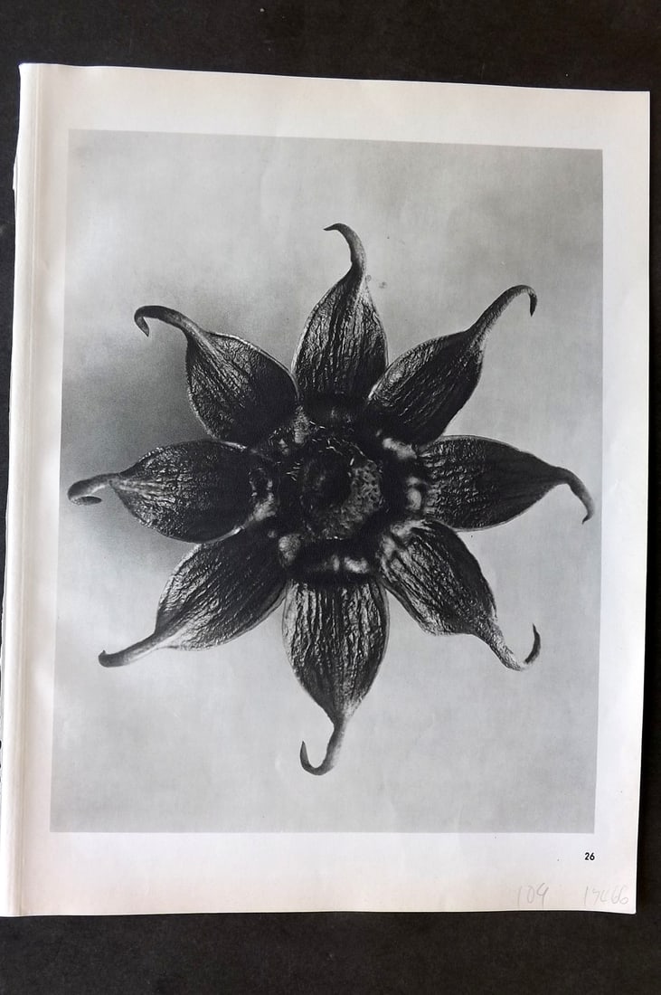 Blossfeldt, Karl 1942 Folio Vintage Botanical Print 26 (1 of 1)