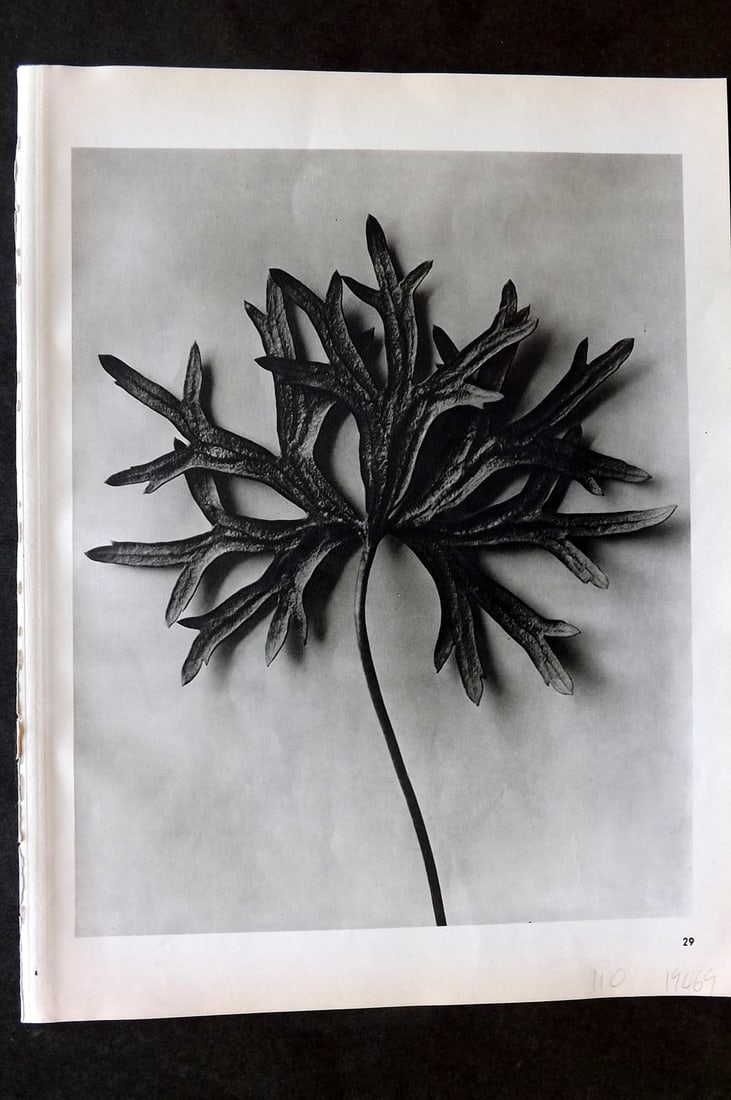 Blossfeldt, Karl 1942 Folio Vintage Botanical Print 29: Photogravures Published 1953, Berlin for "Urformen der Kunst" by Karl Blossfeldt. Reverse side blank. Paper Size: 12.5 x 10 inch (32 x 25cm) Good Condition