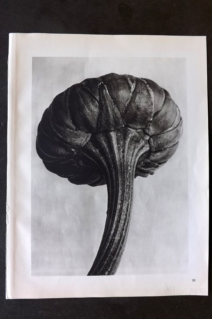 Blossfeldt, Karl 1942 Folio Vintage Botanical Print 30: Photogravures Published 1953, Berlin for "Urformen der Kunst" by Karl Blossfeldt. Reverse side blank. Paper Size: 12.5 x 10 inch (32 x 25cm) Good Condition