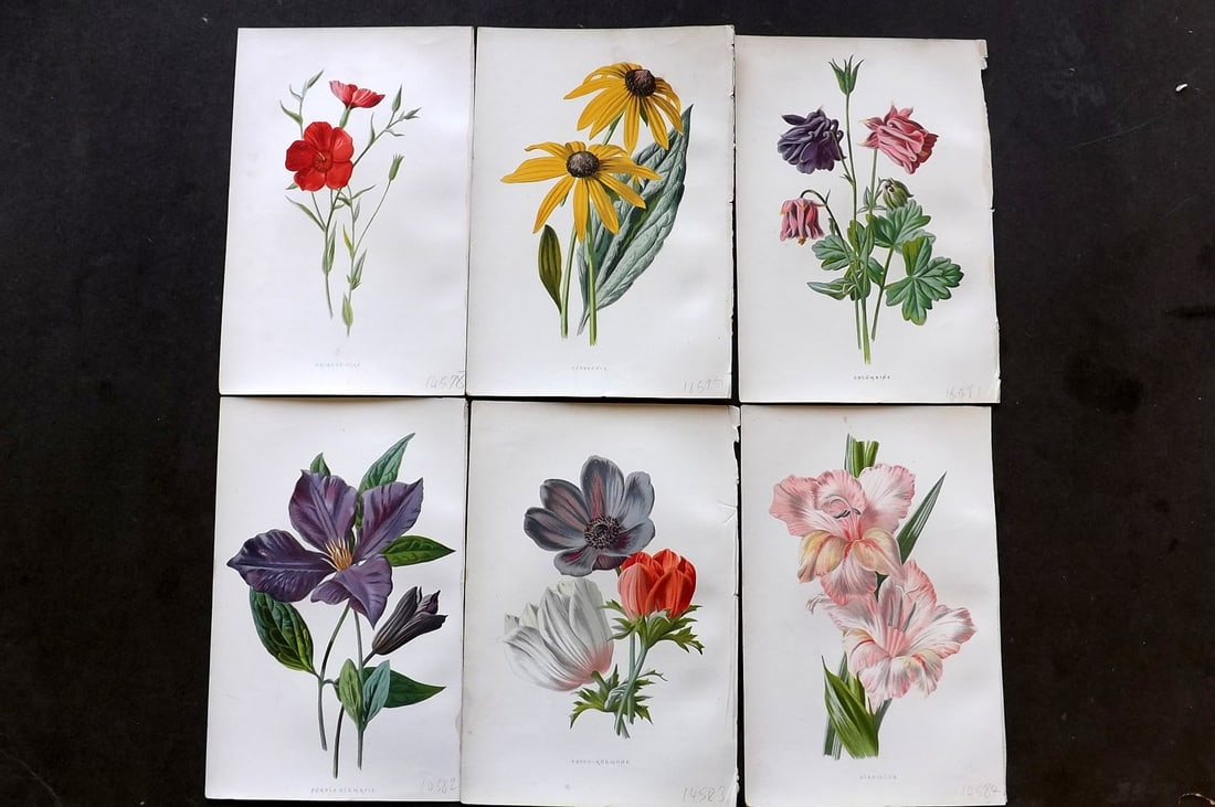 Hulme, Edward C1880 Lot of 6 Botanical Prints. 1st Ed. Garden Flowers (1 of 1)