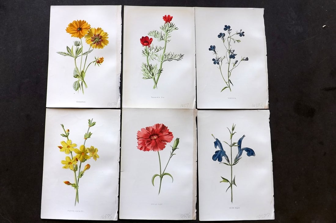 Hulme, Edward C1880 Lot of 6 Botanical Prints. 1st Ed. Garden Flowers (1 of 1)