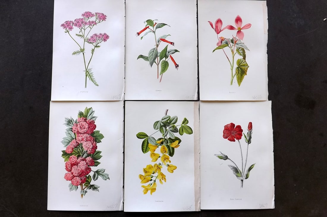 Hulme, Edward C1880 Lot of 6 Botanical Prints. 1st Ed. Garden Flowers (1 of 1)