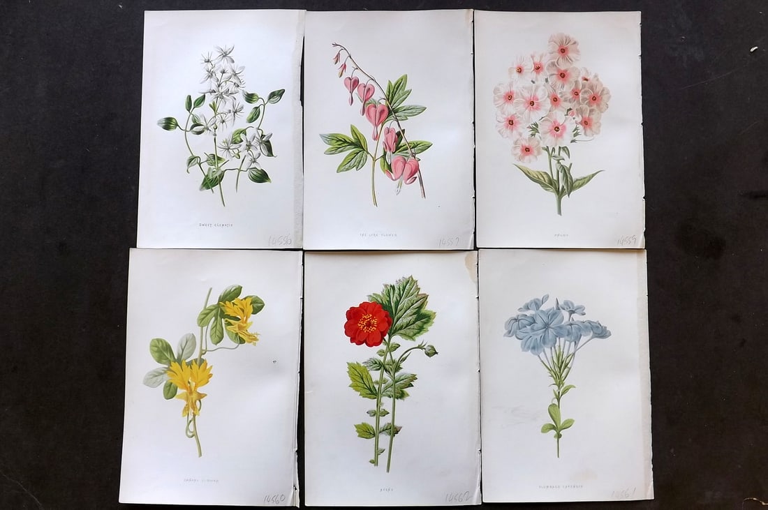 Hulme, Edward C1880 Lot of 6 Botanical Prints. 1st Ed. Garden Flowers (1 of 1)