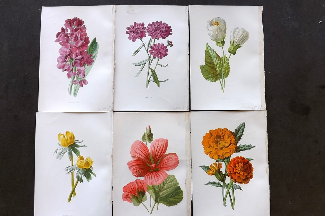 Hulme, Edward C1880 Lot of 6 Botanical Prints. 1st Ed. Garden Flowers (1 of 1)