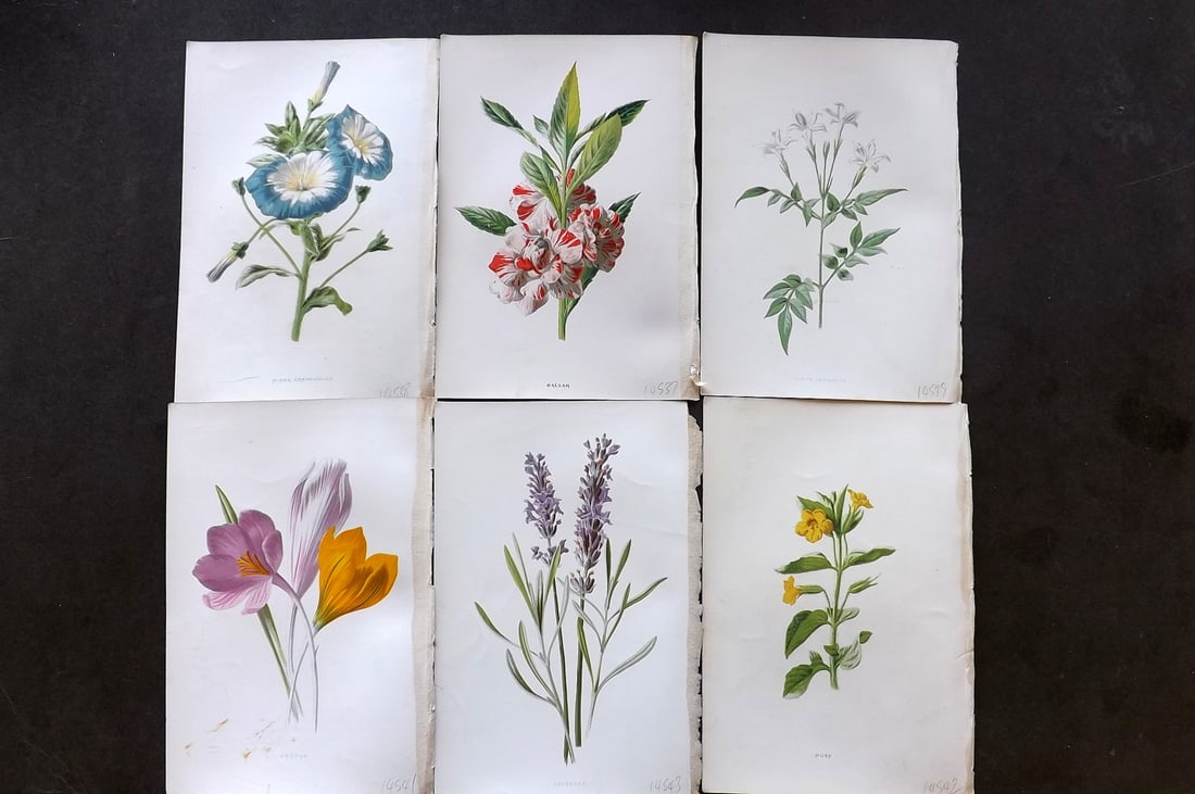 Hulme, Edward C1880 Lot of 6 Botanical Prints. 1st Ed. Garden Flowers (1 of 1)