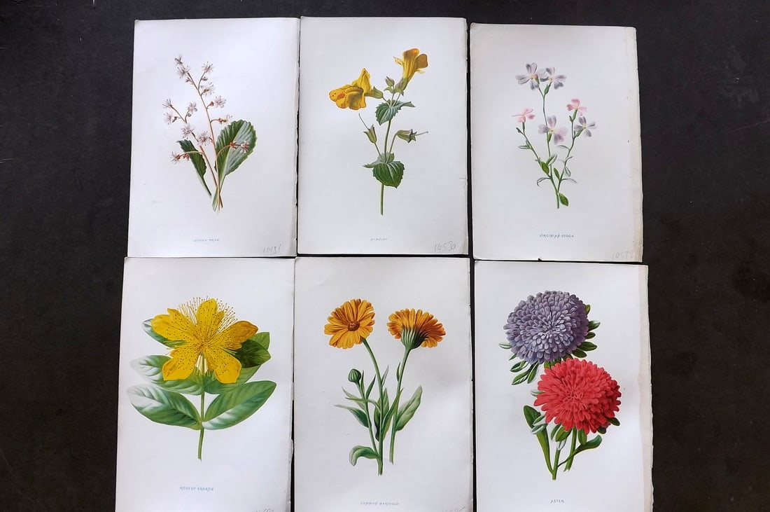 Hulme, Edward C1880 Lot of 6 Botanical Prints. 1st Ed. Garden Flowers (1 of 1)